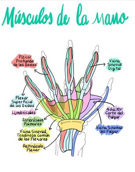 MÚSCULOS DE LA MANO Blog de Fisioterapia