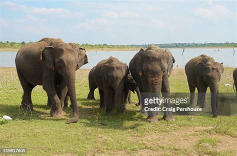 31 Walawe River Stock Photos, High-Res Pictures, and Images - Getty Images