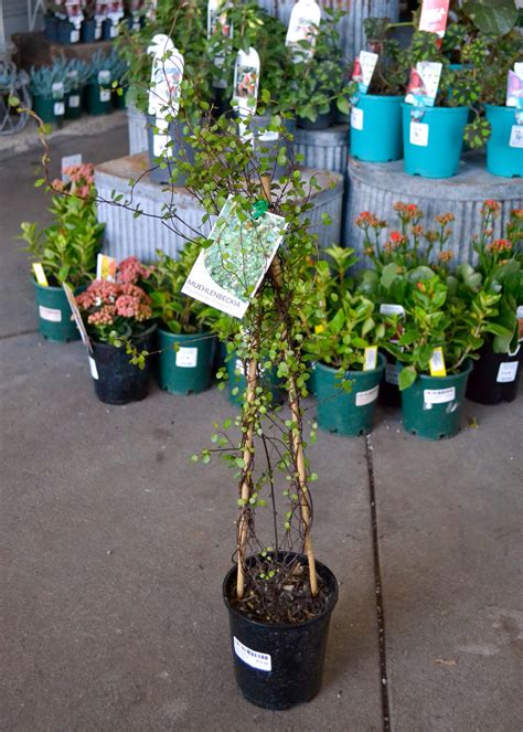 Muehlenbeckia - Maidenhair Vine - Guildford Garden Centre