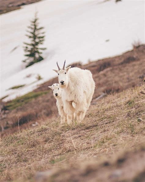 Photo Meandering Mountain Goats At Mount St Helens The Daily Chronicle