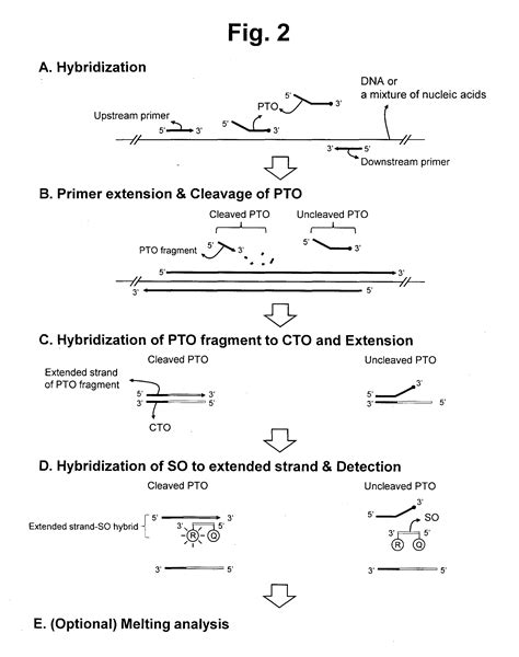 Oligonucleotide hybridization patented technology retrieval search ...