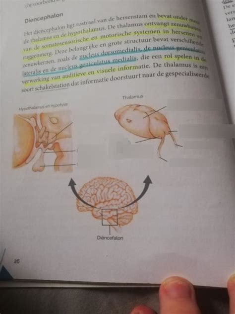 Hypothalamus Hypofyse En Thalamus Diagram Quizlet