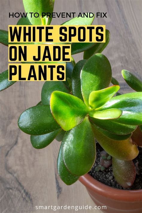 White Spots On Jade Plants Are A Common Sight Why Do They Appear And How Can You Remove And