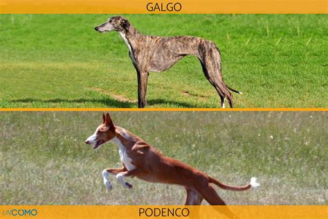 DIFERENECIA entre GALGO y PODENCO - Características físicas y ...