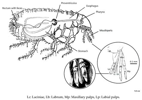 Ctenocephalides Canis Egg