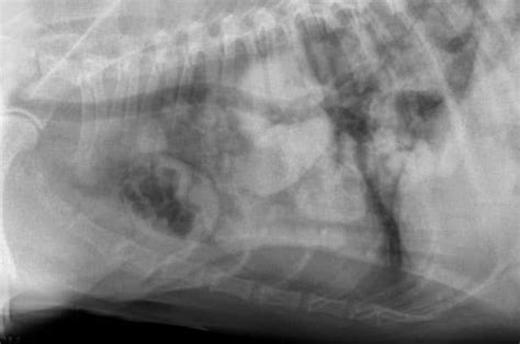 Anal Sac Tumours Carcinoma Of The Apocrine Glands Of The Anal Sac
