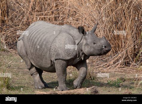 Great Indian One Horned Rhinoceros Rhinoceros Unicornis Kaziranga