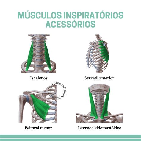 MÚSCULOS ACESSÓRIOS INSPIRATÓRIOS Anatomia I