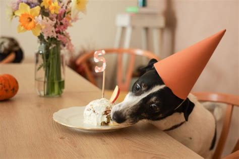 Birthday Party Ideas For Your Dog