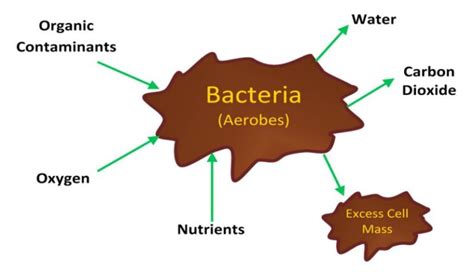 Aerobic Digestion vs Anaerobic Digestion in Wastewater Treatment | Lab ...