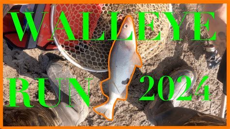 Maumee River Walleye Run Walleye Run Youtube