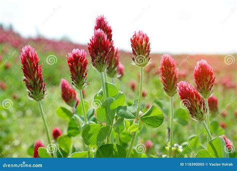 Field Of Flowering Crimson Clovers Trifolium Incarnatum Close Up Stock