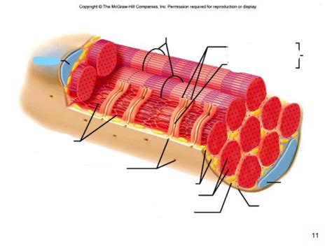 Transverse tubules Diagram | Quizlet