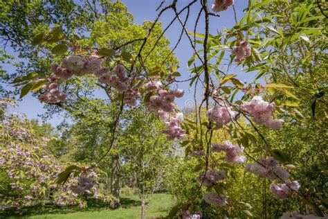 English Landscape Garden in Spring Stock Image - Image of blossom ...