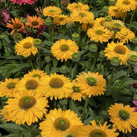 Echinacea Sunseekers Golden Sun Coneflower Garden Center Marketing