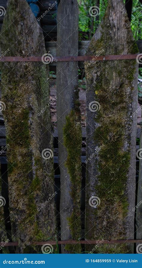 The Board Of The Old Fence Covered With Moss Stock Image Image Of