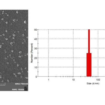 Characterization Of WJ MSC EXO A The Shape Of Isolated Exosomes Was