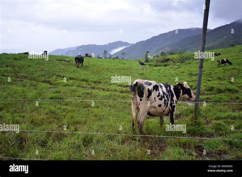 Cattles At Desa Dairy Farm Kundasang Sabah Stock Photo Alamy