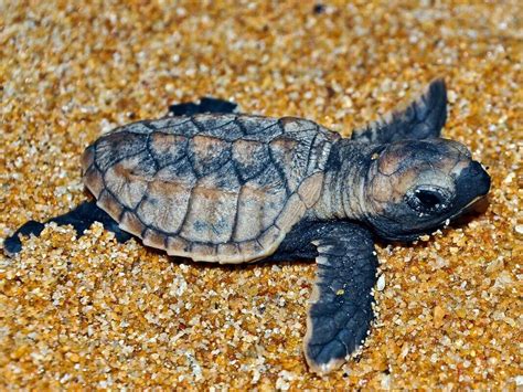 Baby Sea Turtle | Turtle, Turtle love, Cute turtles