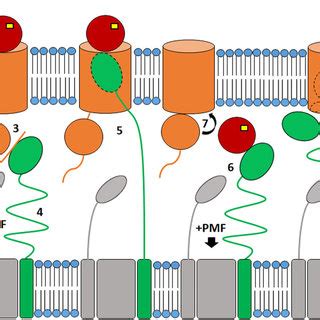 Proposed Mechanism Of Fus Mediated Ferredoxin Import Mechanism In The