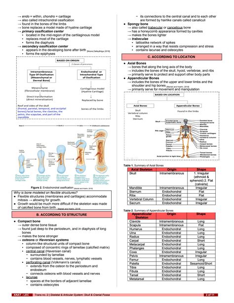 Solution Anat S T Skeletal Articular System Skull Cranial Fossa