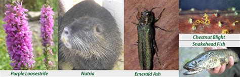 Invasive And Exotic Species In Maryland