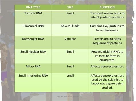 Different Types Of Rna And Their Functions