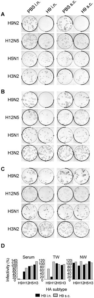 Heterosubtypic Antiviral Activity Of Hemagglutinin Specific Antibodies