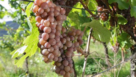 Les Vendanges Battent Leur Plein En Bourgogne Ici