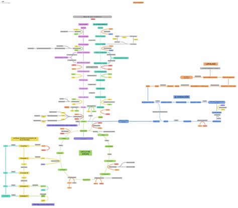 Mapa de rutas metablicas Mapa de rutas metabólicas GLUCOLISIS Glucosa