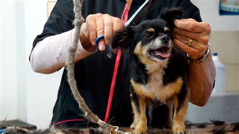 Es Recomendable Cortarle El Pelo A Mi Perro