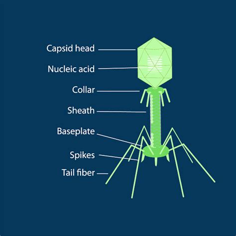 Ium Ytolog Given Below Is The Diagram Of A Bacteriophage In Which