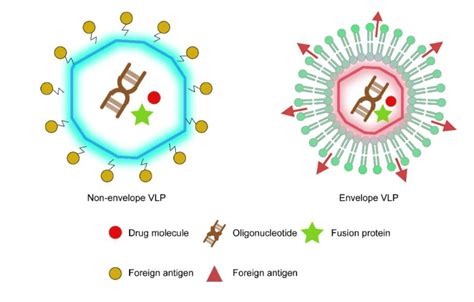 Vaccines Free Full Text Recent Progress On The Versatility Of Virus Like Particles