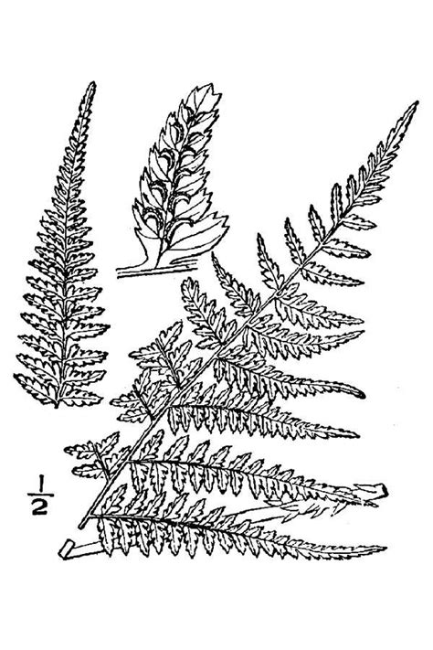 Lady Fern Athyrium Filix Femina Live Plants For Sale Cold Stream Farm