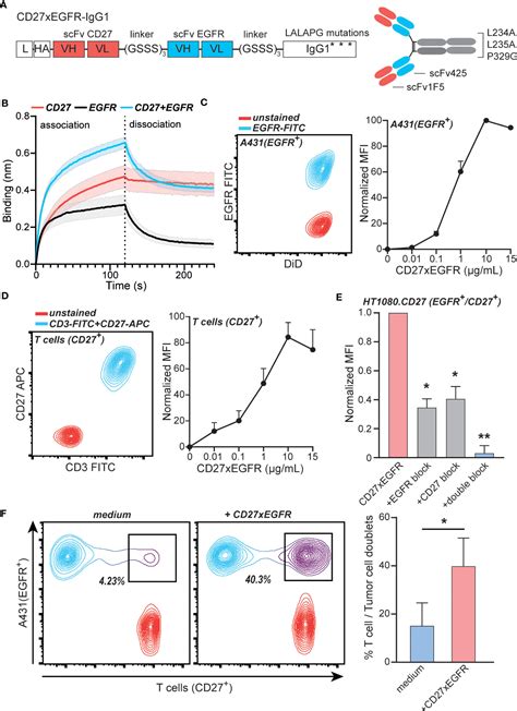 Frontiers Egfr Selective Activation Of Cd27 Co Stimulatory Signaling