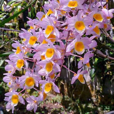 DENDROBIUM ROSY CLUSTER ADULTA ORQUIDEA GARDEN