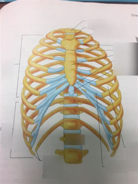 Thoracic Cage Bones And Markings Diagram Quizlet