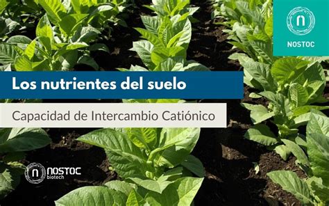 Los Nutrientes Del Suelo Y La Capacidad De Intercambio Cati Nico Cic