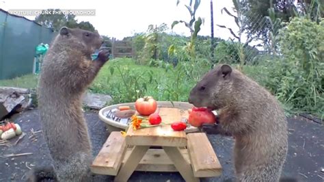 World-famous 'Chunk the Groundhog' raises family in Delaware man's ...