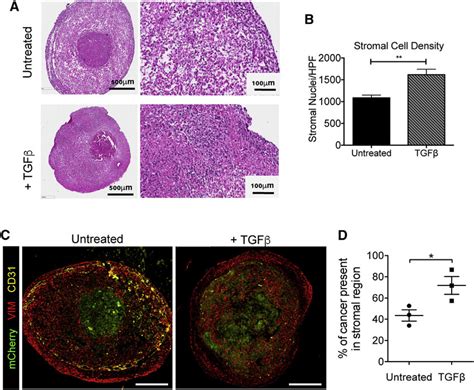 Cancer And Stromal Cells Respond To Microenvironmental Signals In Download Scientific Diagram