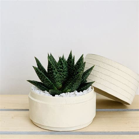 Buy Potted Haworthia Mini Haworthia White Wander Pot Uae