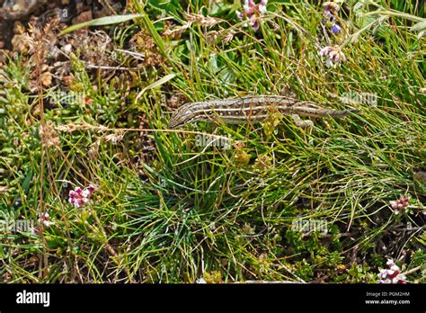 Mecanismo De Defensa Lagarto Fotografías E Imágenes De Alta Resolución