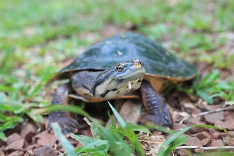 Williams South American Side Necked Turtle In February By Lucas