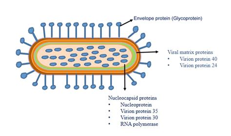 Structure Of EBOV Showing Seven Structural Proteins Of EBOV Including