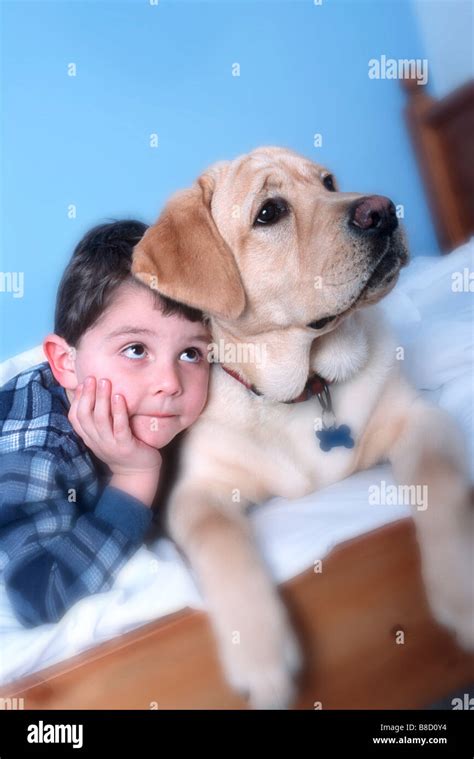 Dog Protecting Bed Hi Res Stock Photography And Images Alamy