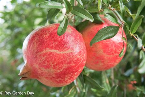 Pomegranate Splitting On The Tree Causes And Solutions Ray Garden Day