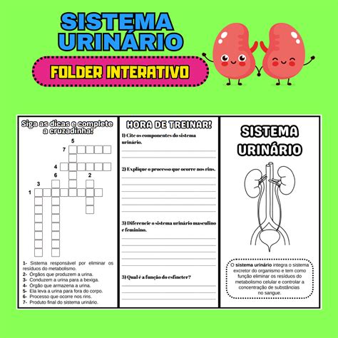Sistema Urinario Atividades 5 Ano