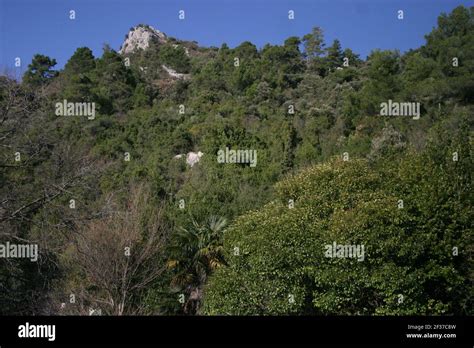 Mediterranean evergreen forest hi-res stock photography and images - Alamy