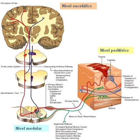 Fisiopatolog A Del Dolor Musculoesquel Tico Cr Nico Medwave