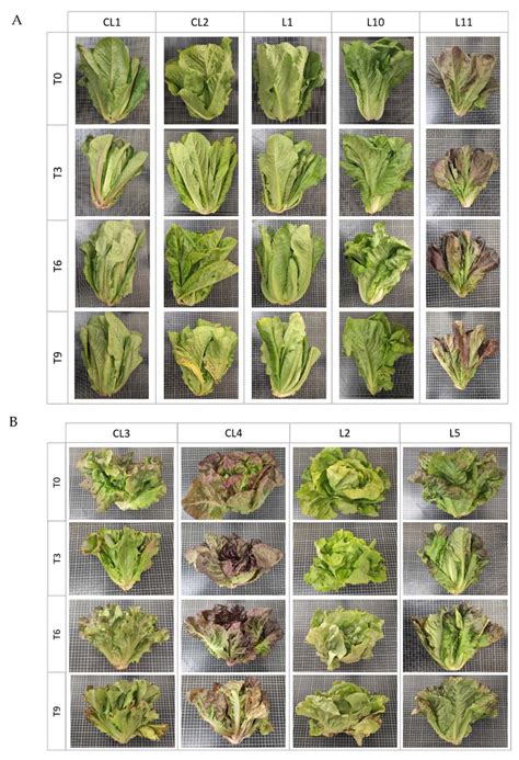 Pictures Of The Nine Cultivated Lettuce Varieties Lactuca Sativa L